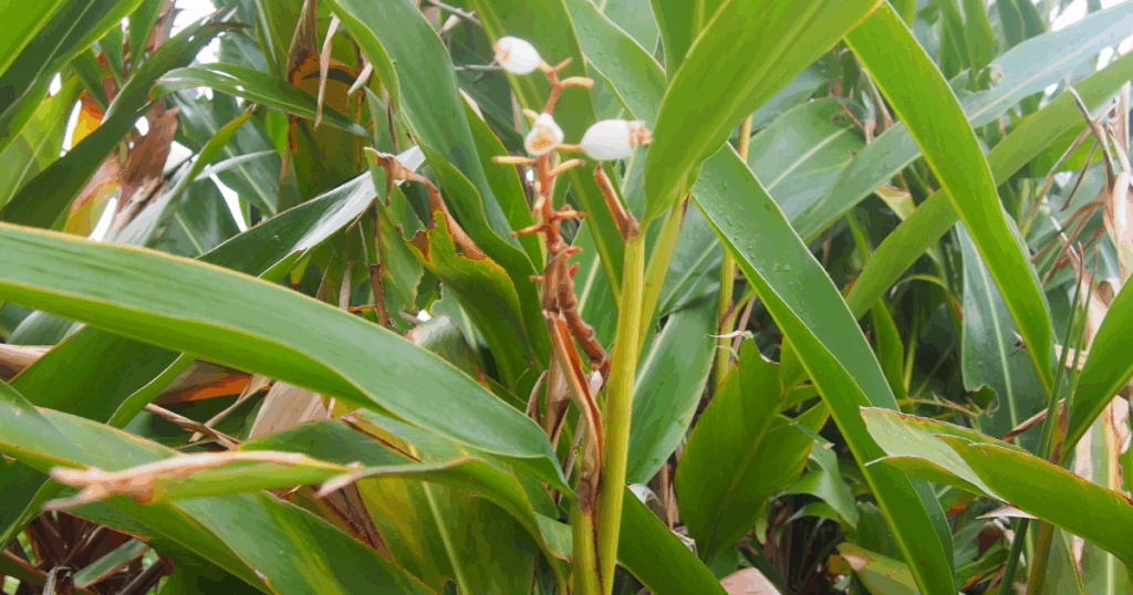 沖縄で撮影した月桃の植物。つややかな葉と白い花が特徴のショウガ科の植物