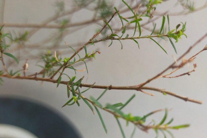 teatree