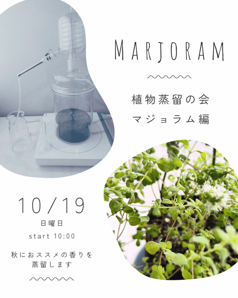 植物蒸留の会マジョラム