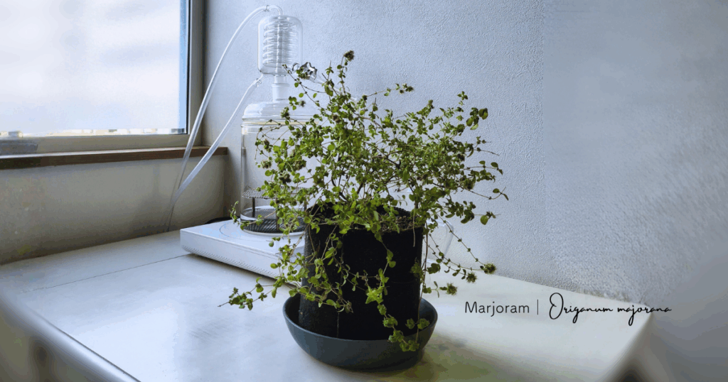 植物蒸留の会、イメージ写真