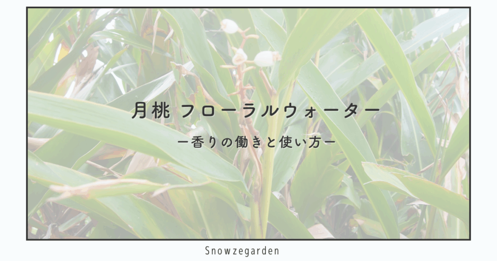 月桃フローラルウォーターの記事アイキャッチ。月桃の植物写真を背景に、香りの働きと使い方を解説するページ用画像。
