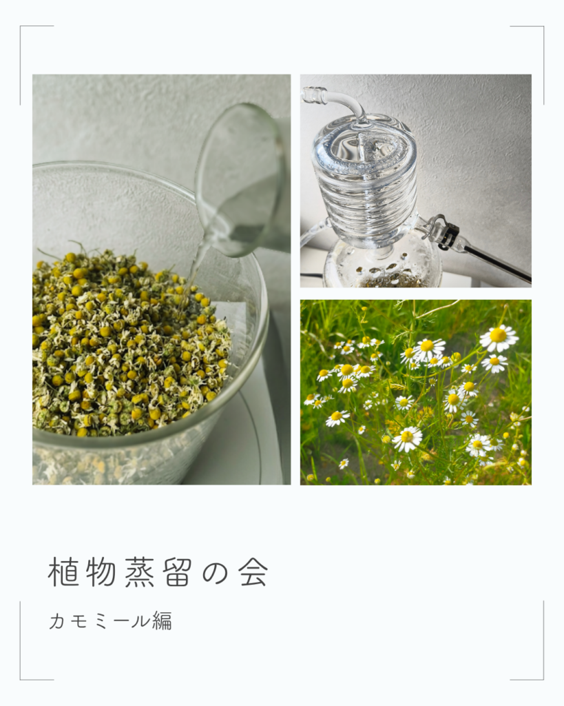 カモミール蒸留の会のおしらせ